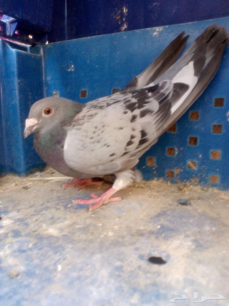 نثى زاجل للبيع64399800864003110