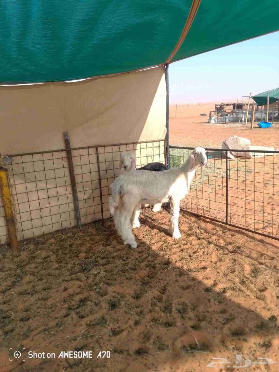 رخال نجد صنف64395117190147114