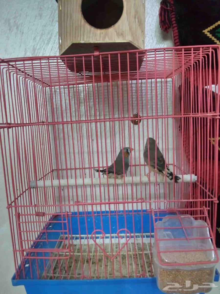 زيبرا ذكر وأنثى64393596514947111