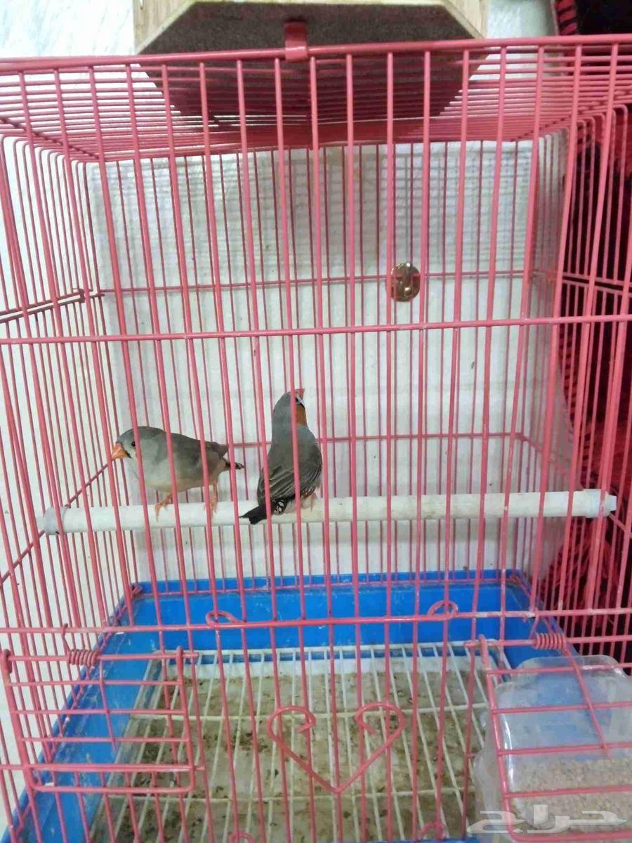 زيبرا ذكر وأنثى64393596514947113