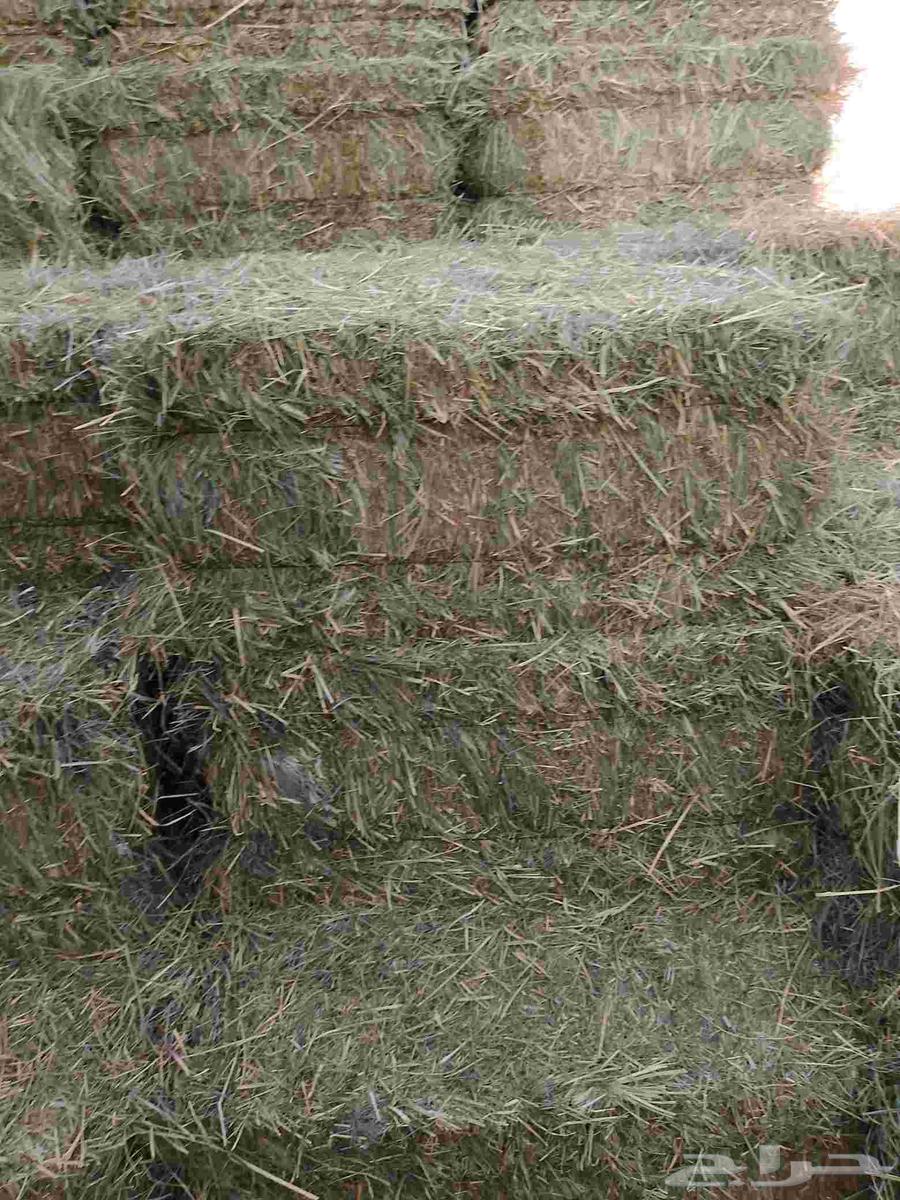 Hello and God's mercy, soft 95-meter Rhodes tension is good64396810835202110