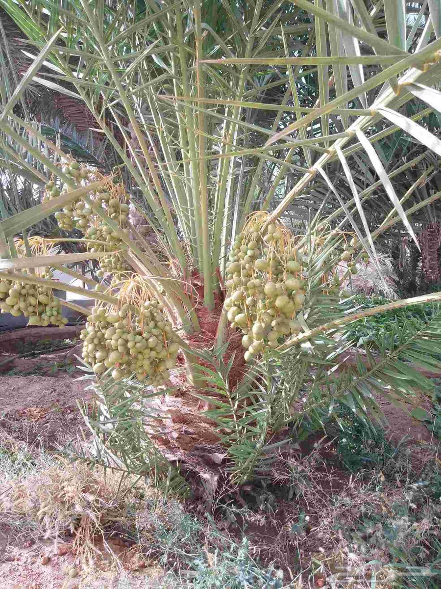 نخل للبيع مثمر خلاص سكري شيشي هلالي مجدول صقعي سلاطين مقفزي64399521599619113