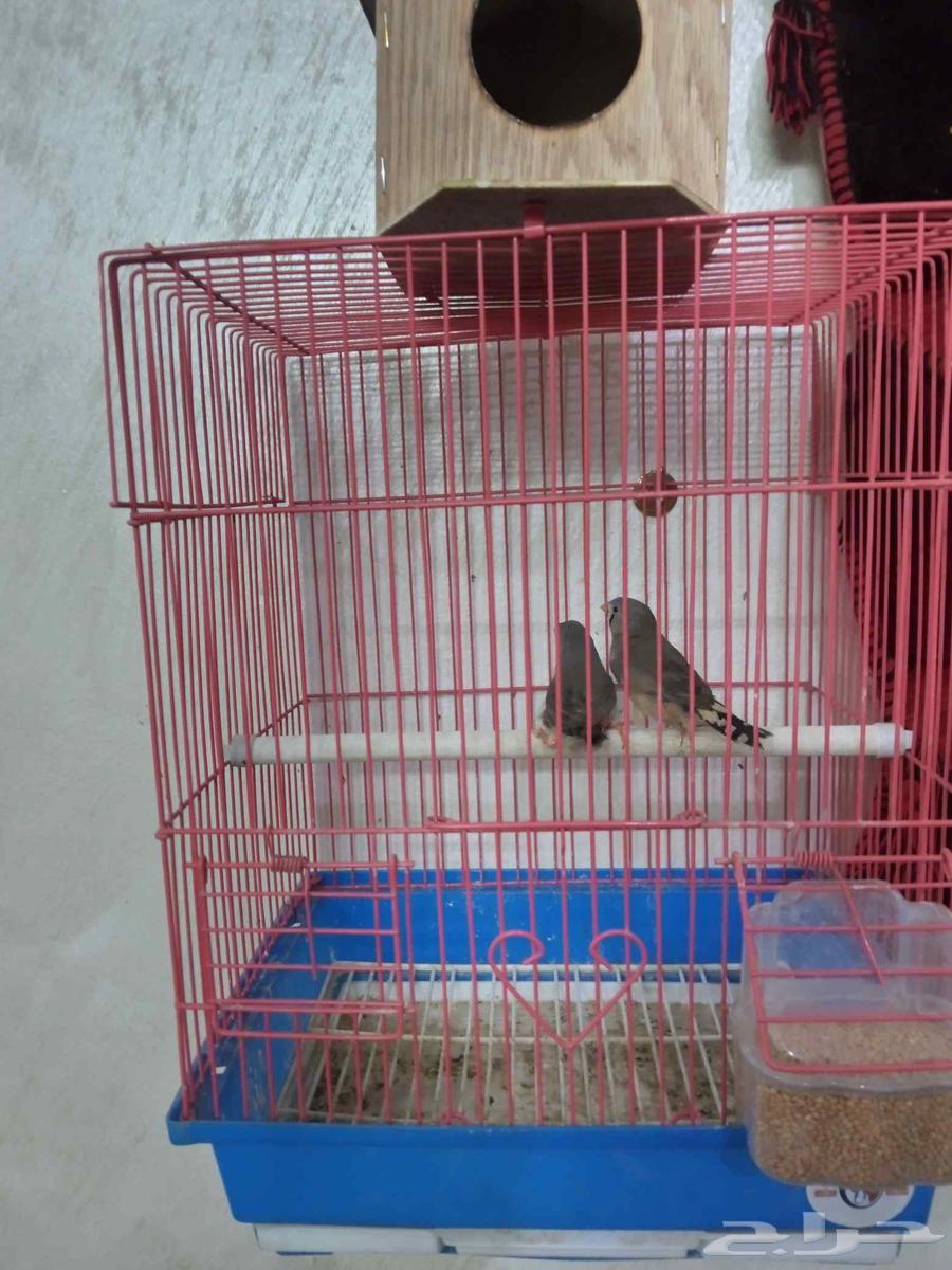 زيبرا ذكر وأنثى64393596514947112