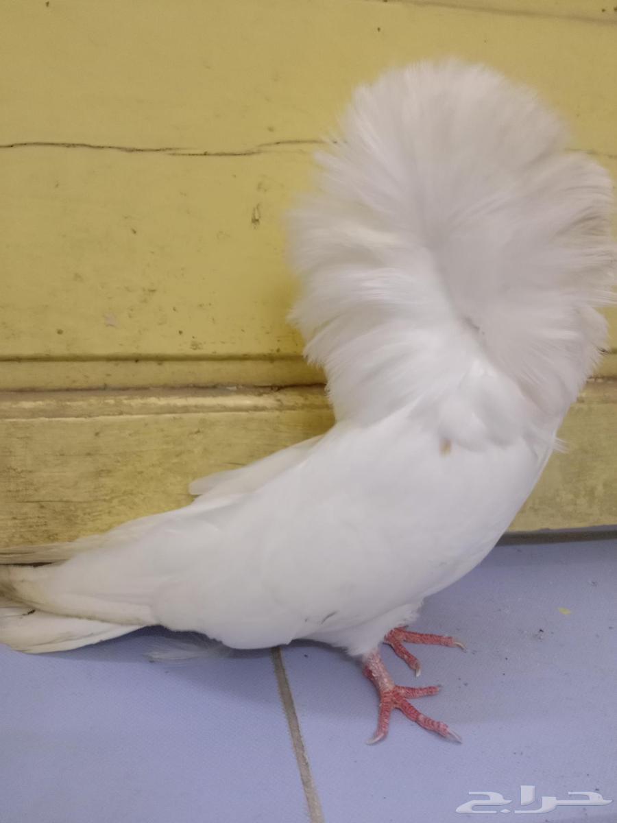 حمام انثى جاكوبين64396561790339112