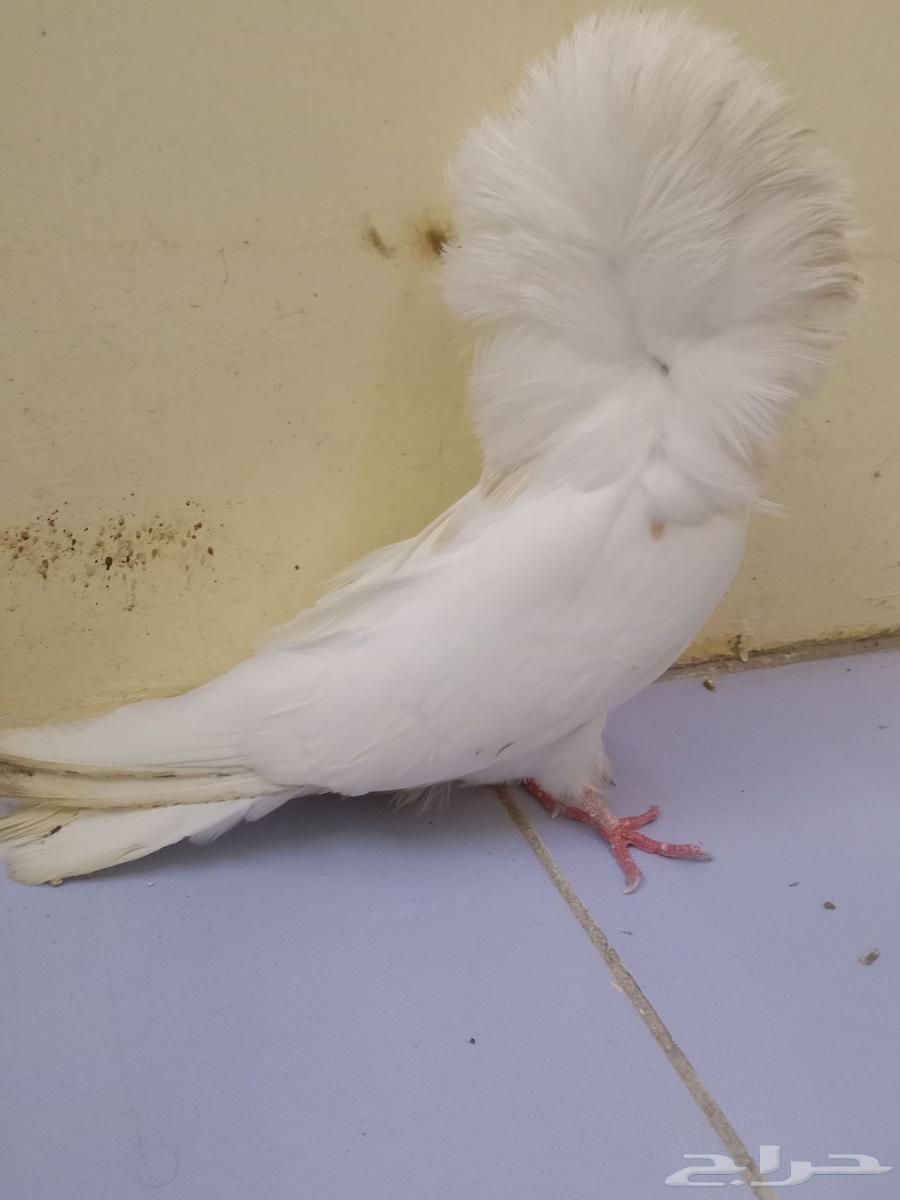 حمام انثى جاكوبين64396561790339110