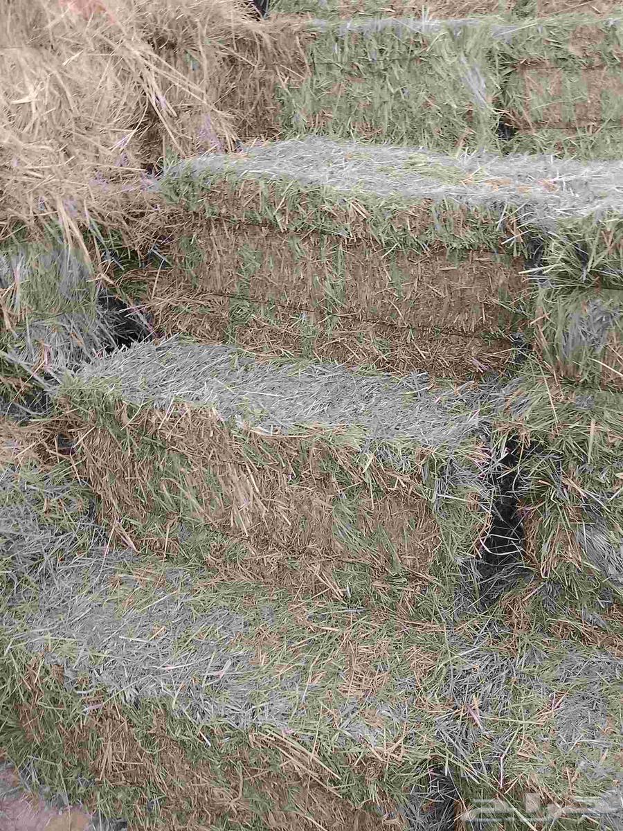 Hello and God's mercy, soft 95-meter Rhodes tension is good64396810835202112