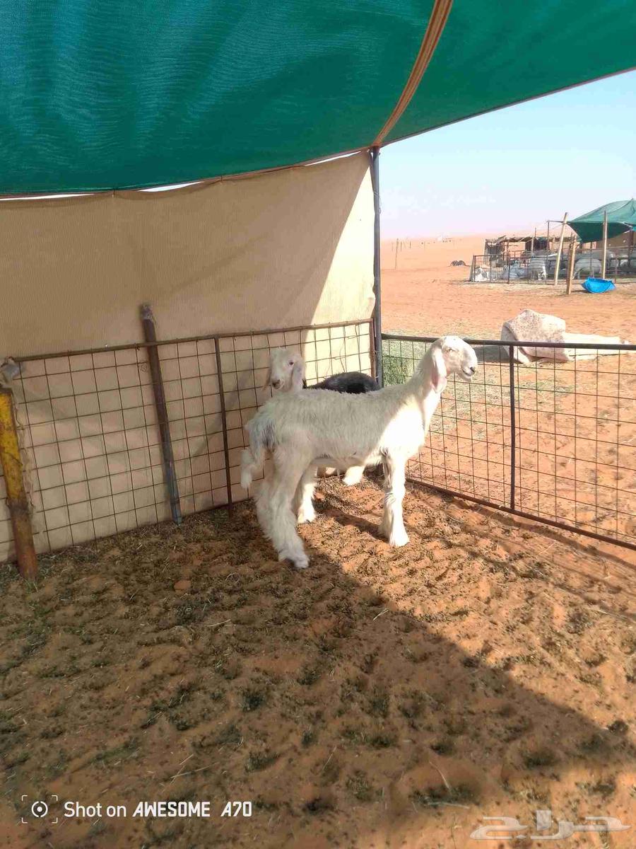 رخال نجد صنف64395117190147112