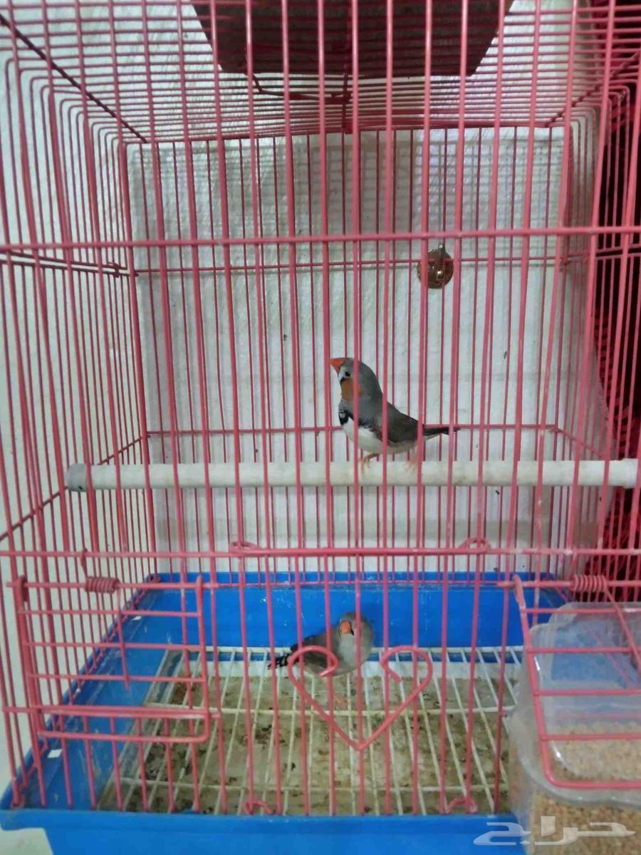 زيبرا ذكر وأنثى64393596514947110