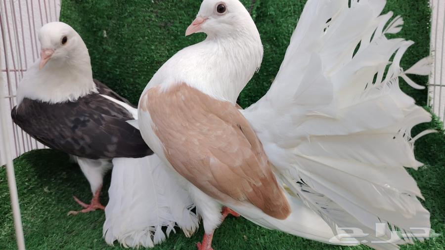 Dancing and shiny pair with a neck64393348690051111