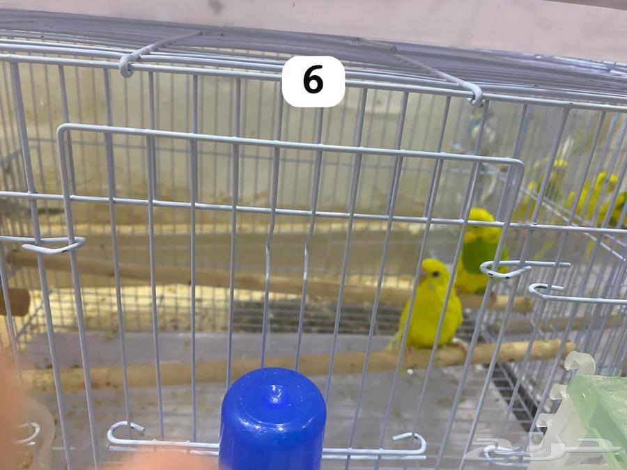 طيور بادجي64392525622786114