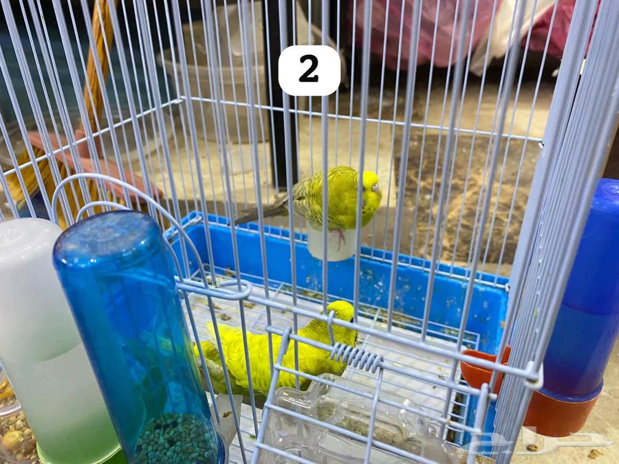 طيور بادجي64392525622786111