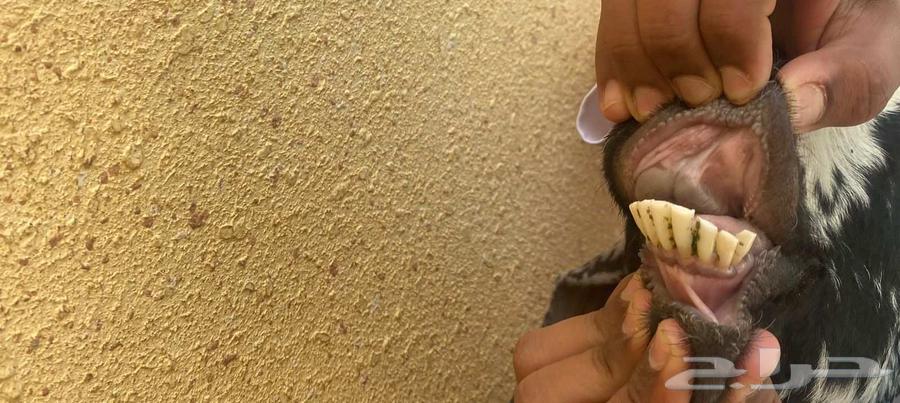 Shah Laban64394634649090112