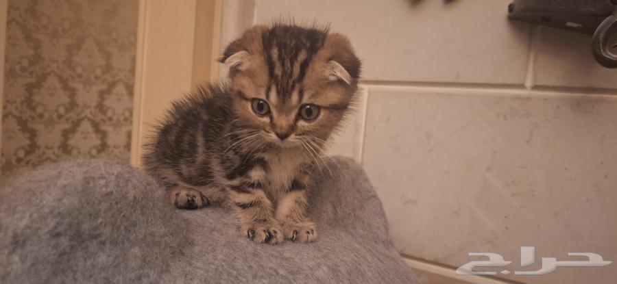 كيدز قطط سكوتش وبرتش للبيع64400245368449111