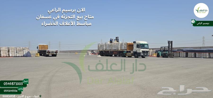 برسيم الراعي المصري مستورد64395853441411111