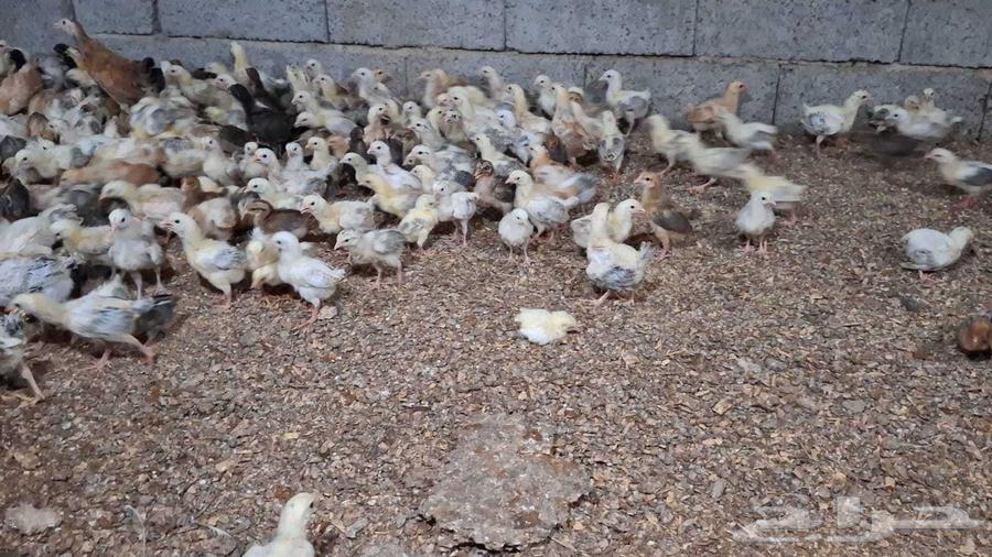 700 صوص بلدي للبيع64393832487425113