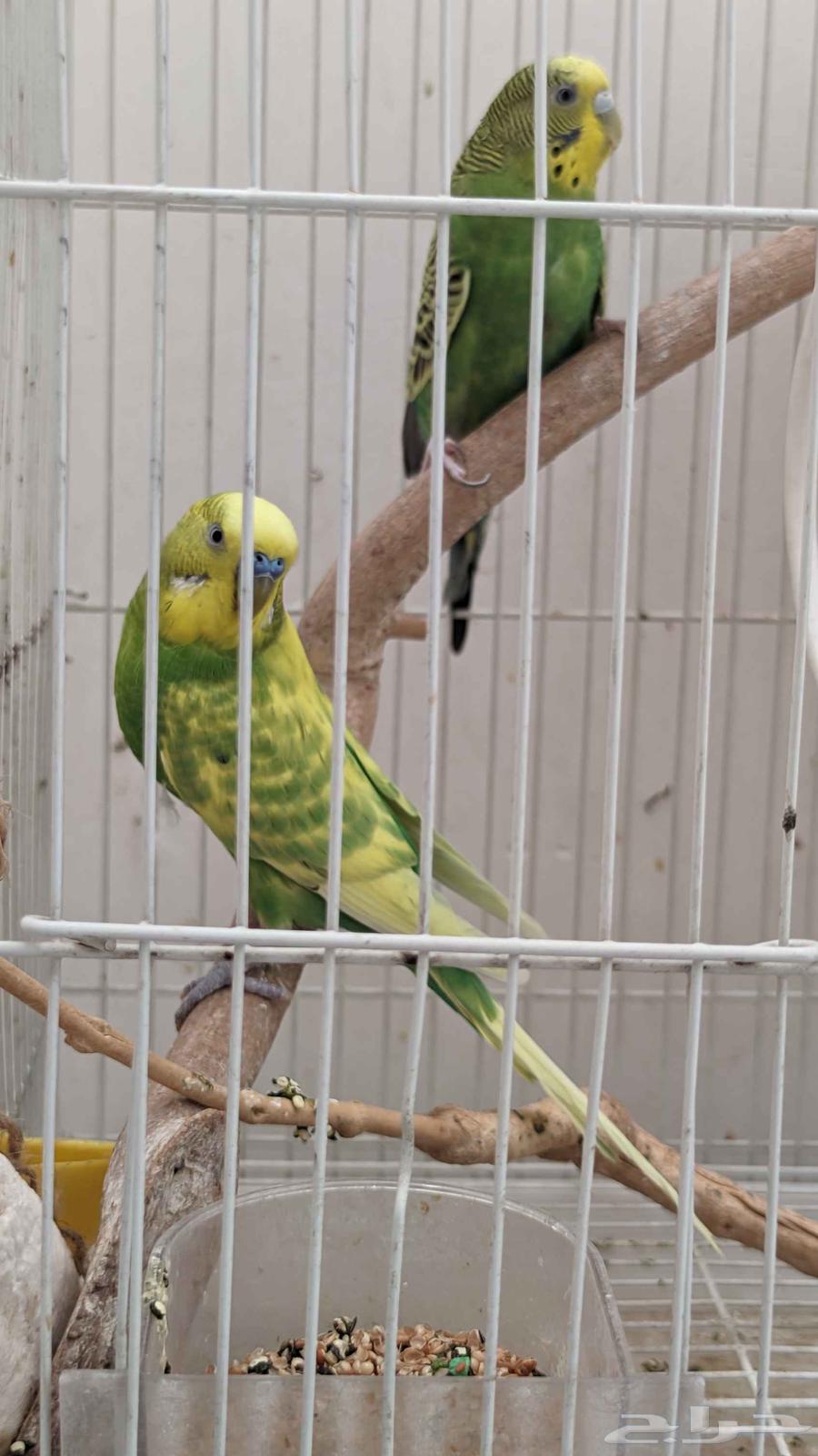 للبيع طيور الحب جوز64395881634947112