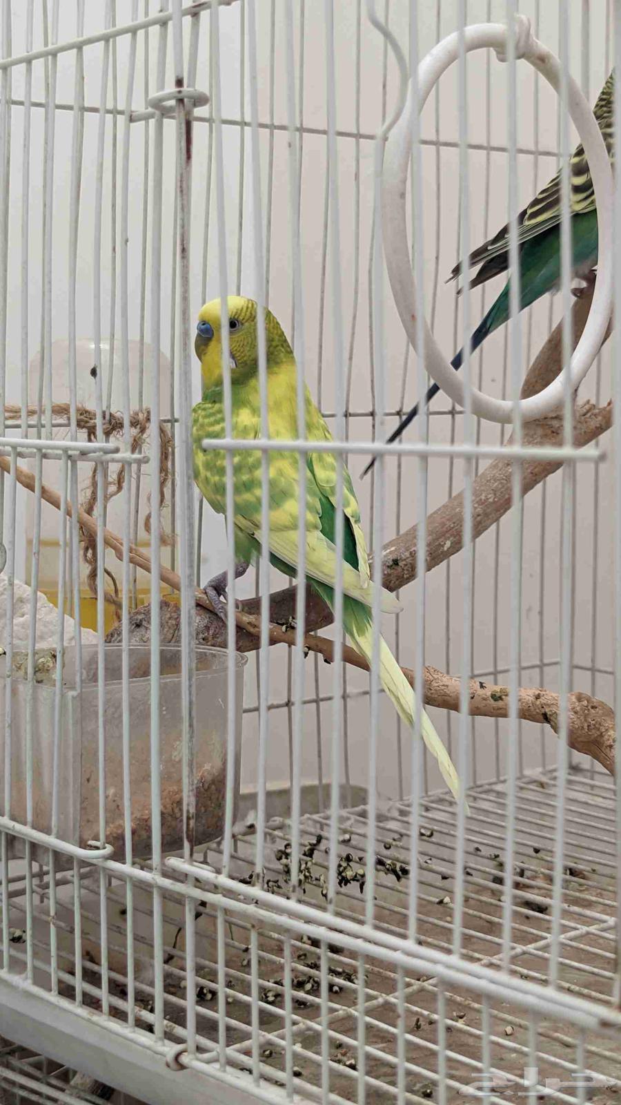 للبيع طيور الحب جوز64395881634947110