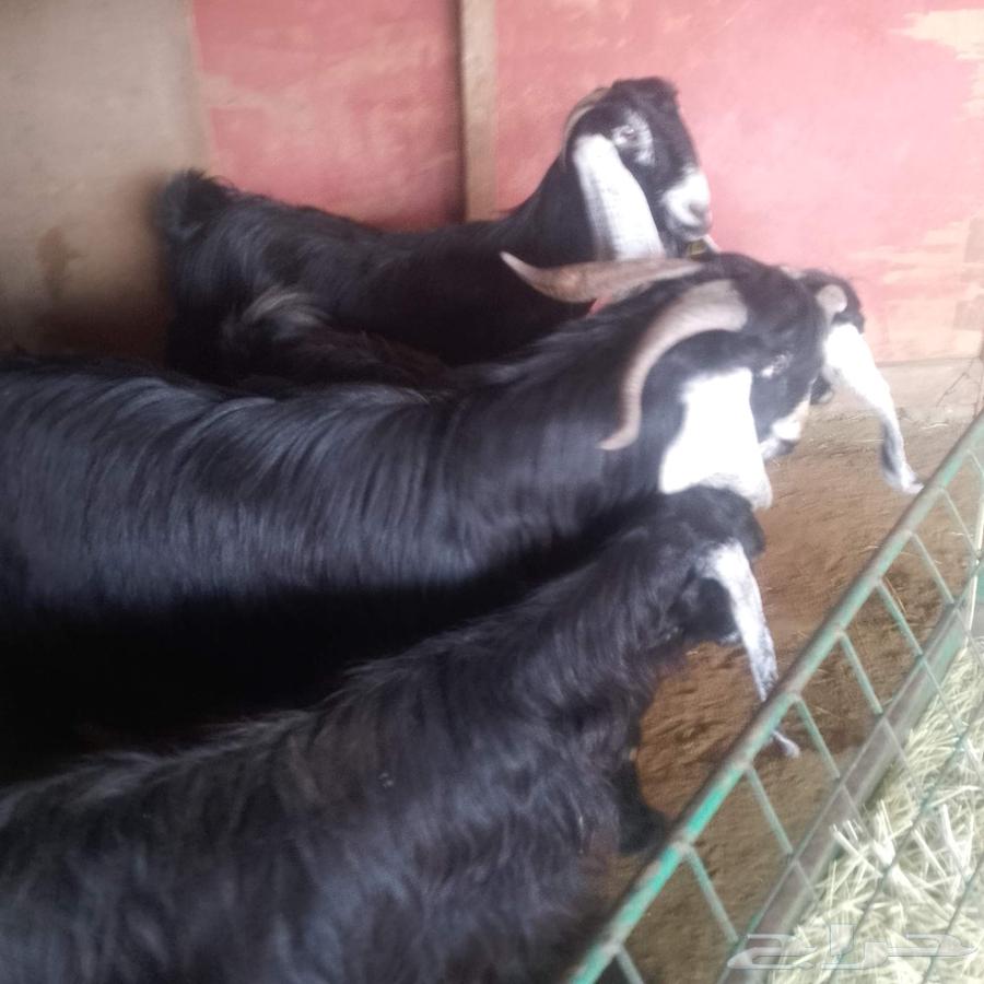 اعرض لكم معزه عوارض منايح بافحل عارضي صنف فاخر64399300146306111