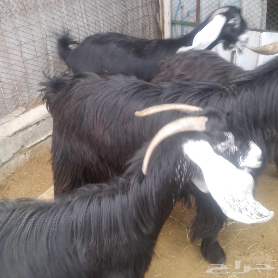 اعرض لكم معزه عوارض منايح بافحل عارضي صنف فاخر64399300146306112