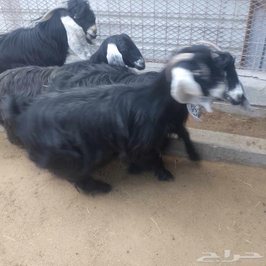 اعرض لكم معزه عوارض منايح بافحل عارضي صنف فاخر64399300146306110