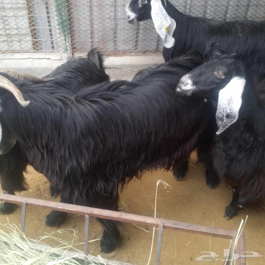 اعرض لكم معزه عوارض منايح بافحل عارضي صنف فاخر64399300146306114