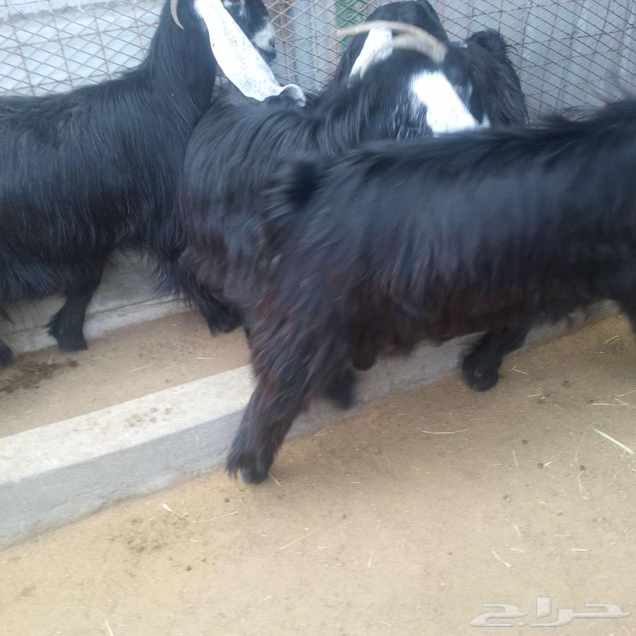 اعرض لكم معزه عوارض منايح بافحل عارضي صنف فاخر64399300146306113