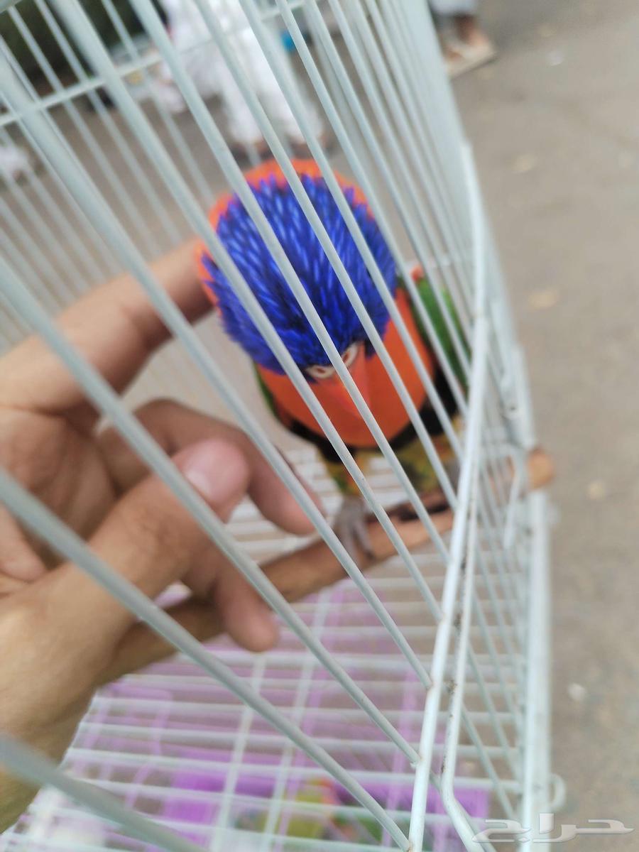 ببغاء اللوري ( ذكر جاهز ) للبيع64397353541251114