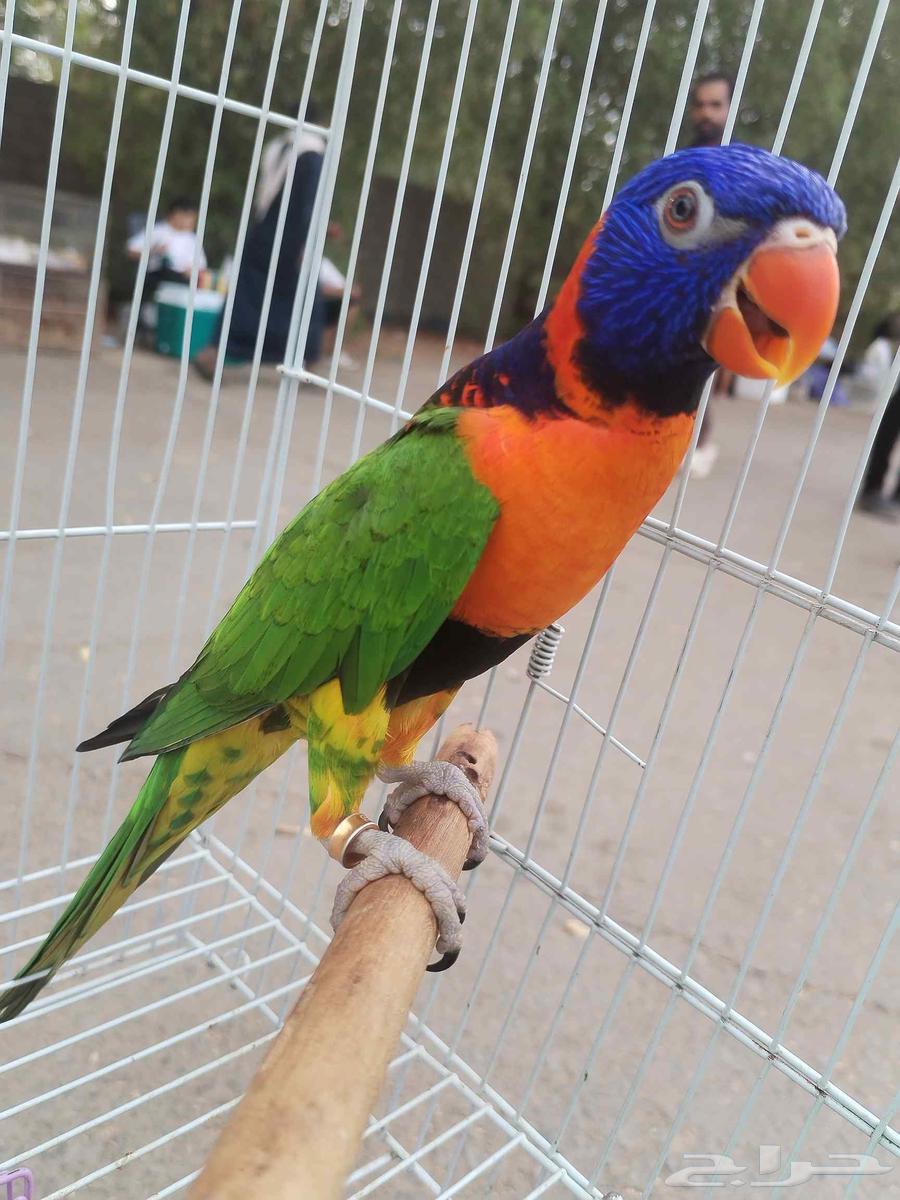 ببغاء اللوري ( ذكر جاهز ) للبيع64397353541251113