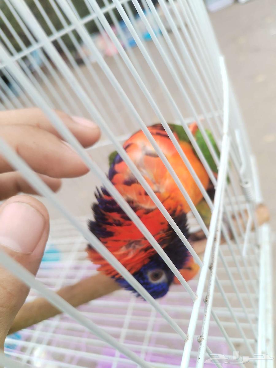 ببغاء اللوري ( ذكر جاهز ) للبيع64397353541251111