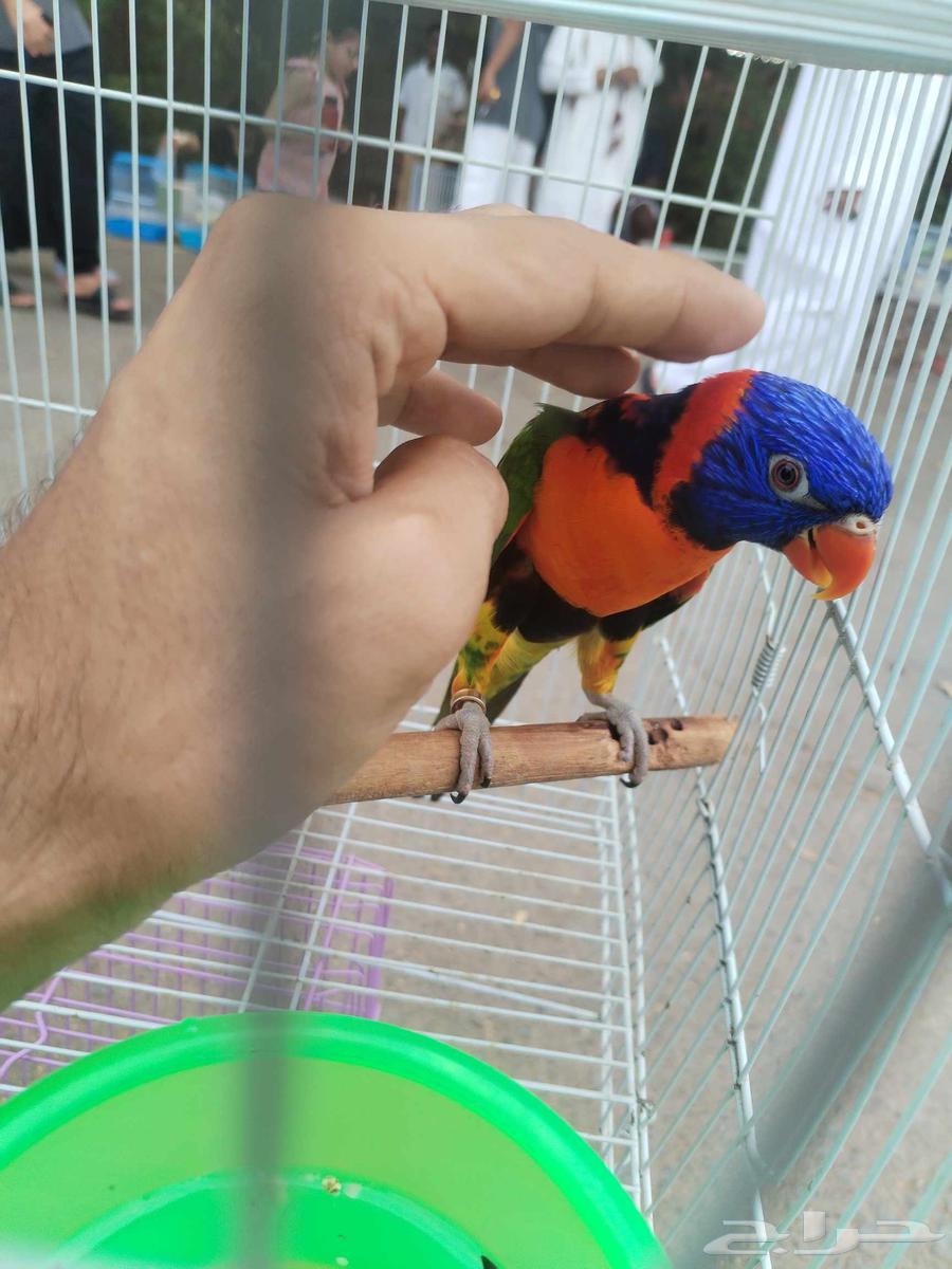 ببغاء اللوري ( ذكر جاهز ) للبيع64397353541251110