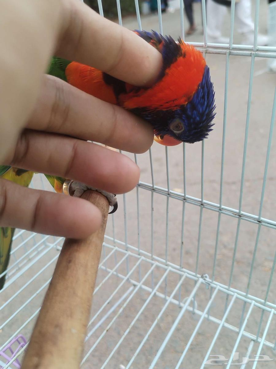 ببغاء اللوري ( ذكر جاهز ) للبيع64397353541251112