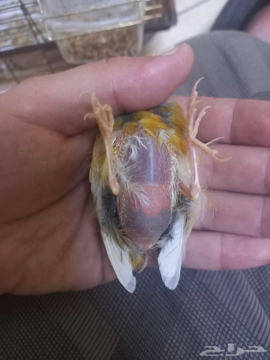 اناثي كناري64393224755969112