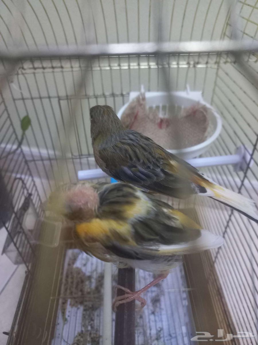 اناثي كناري64393224755969111