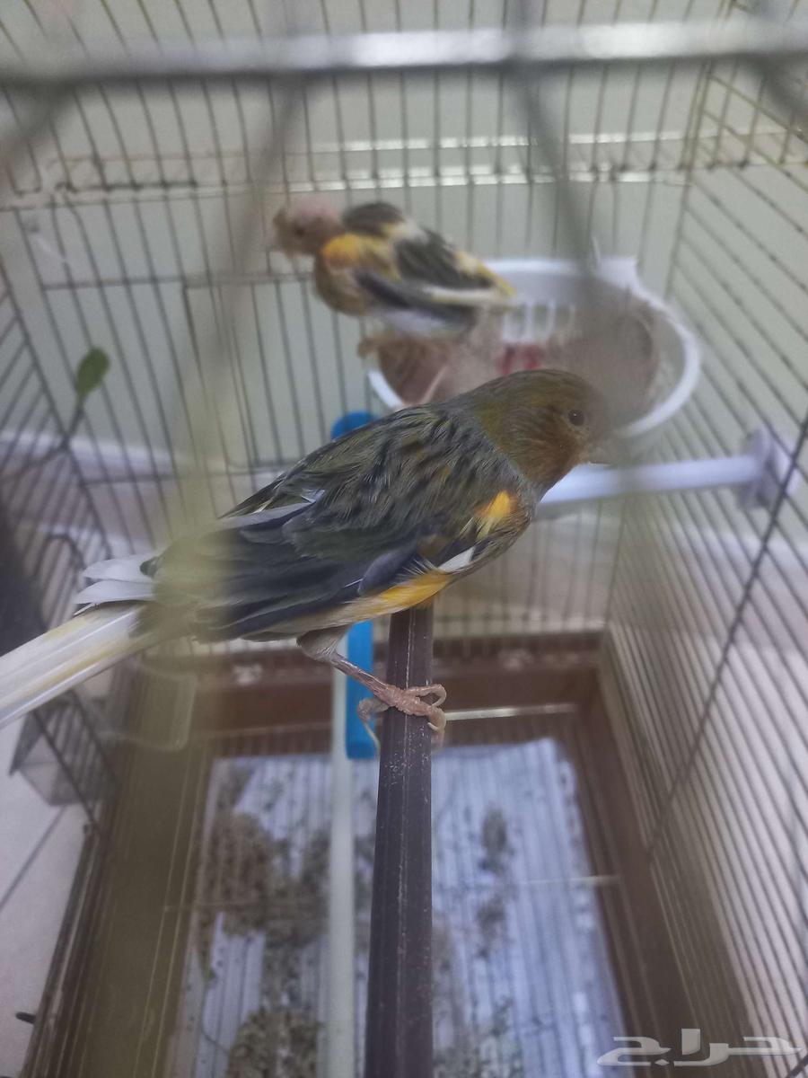 اناثي كناري64393224755969113