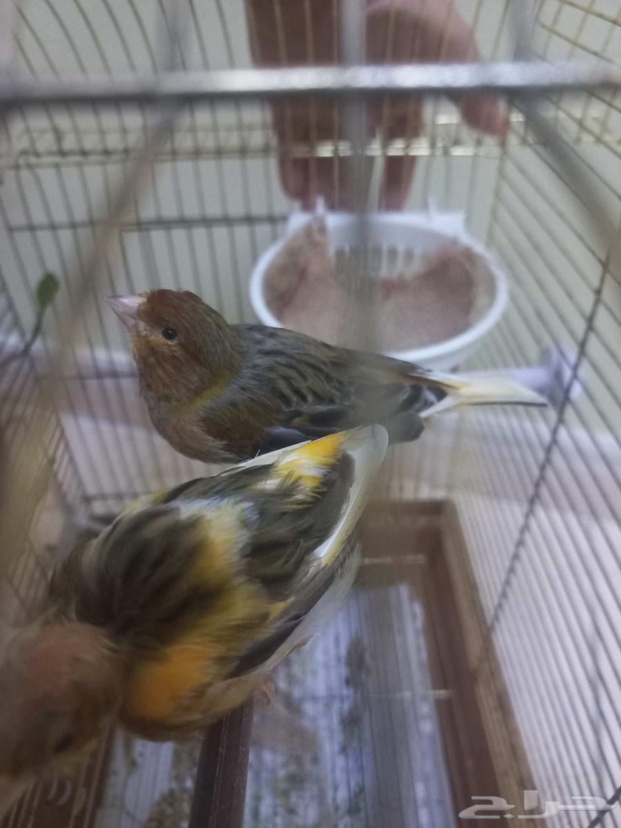 اناثي كناري64393224755969114