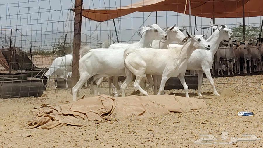 معزه بيشيه عددها 4 روس64396991419907113