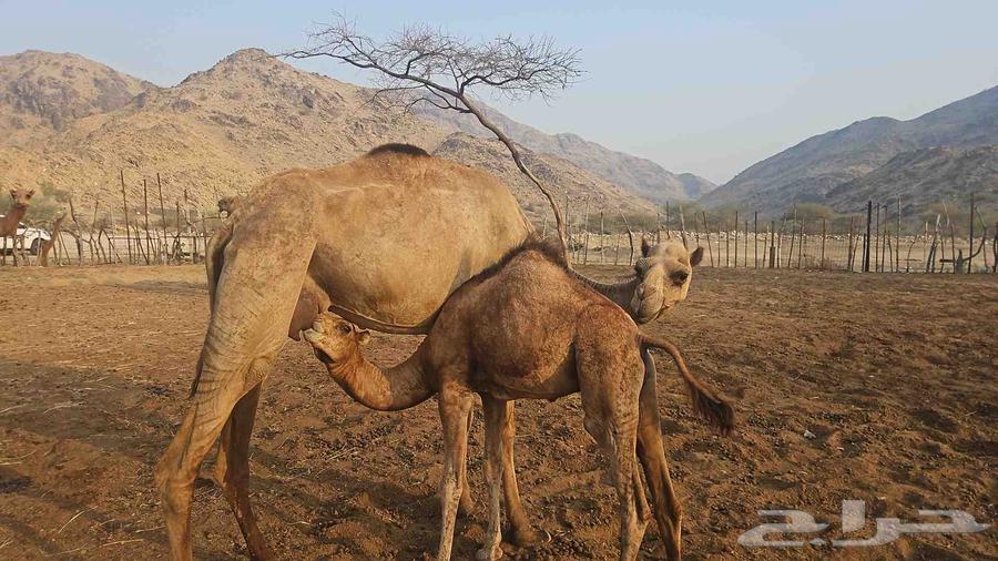 ابل64397506299779111