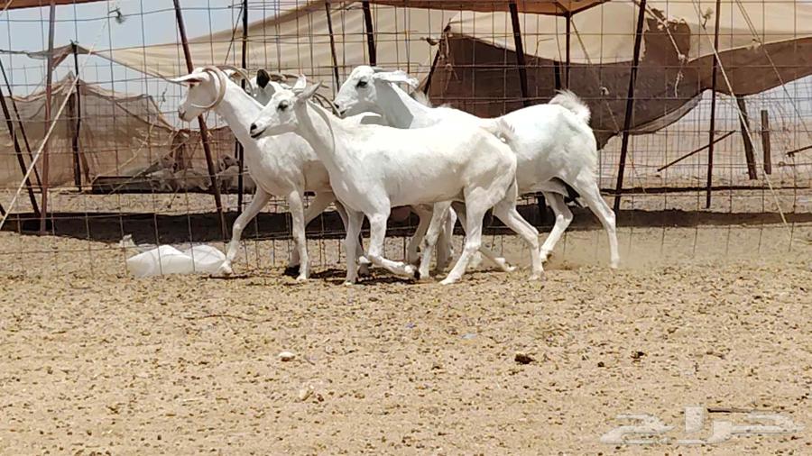 معزه بيشيه عددها 4 روس64396991419907111