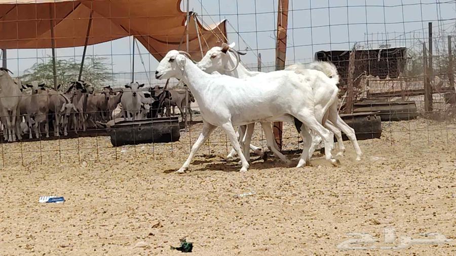 معزه بيشيه عددها 4 روس64396991419907114