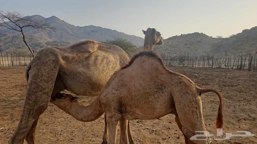 ابل64397506299779110