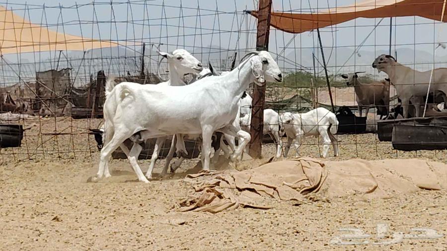 معزه بيشيه عددها 4 روس64396991419907110