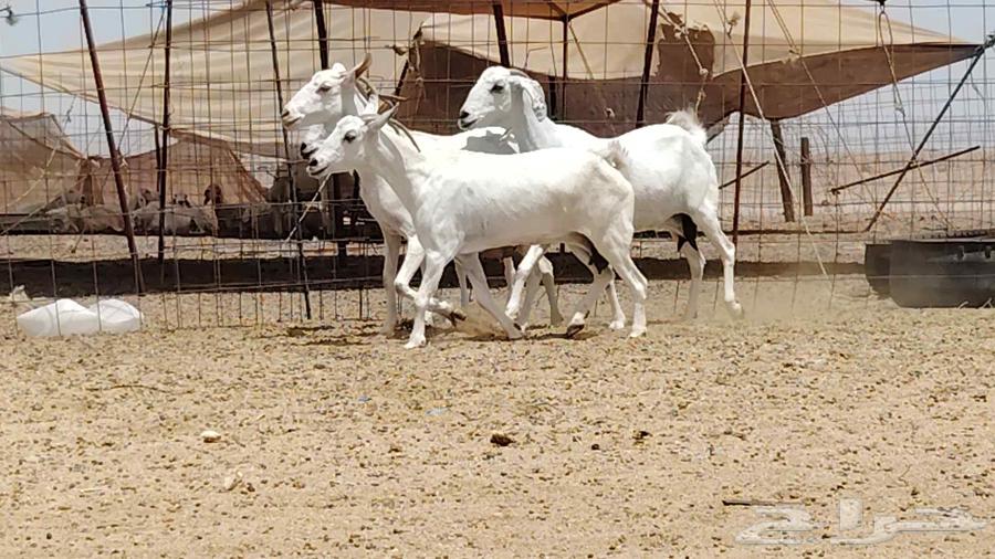 معزه بيشيه عددها 4 روس64396991419907112