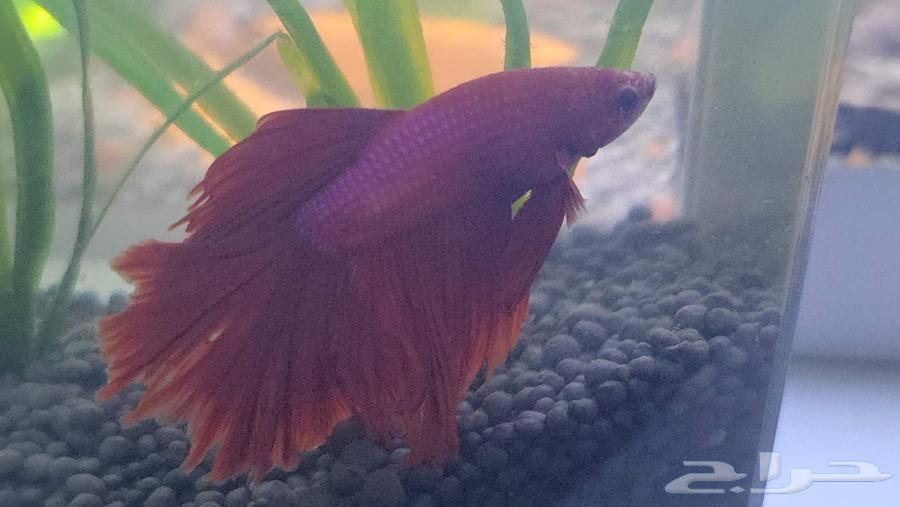 Zakir Faiter Full Moon64398967022594112