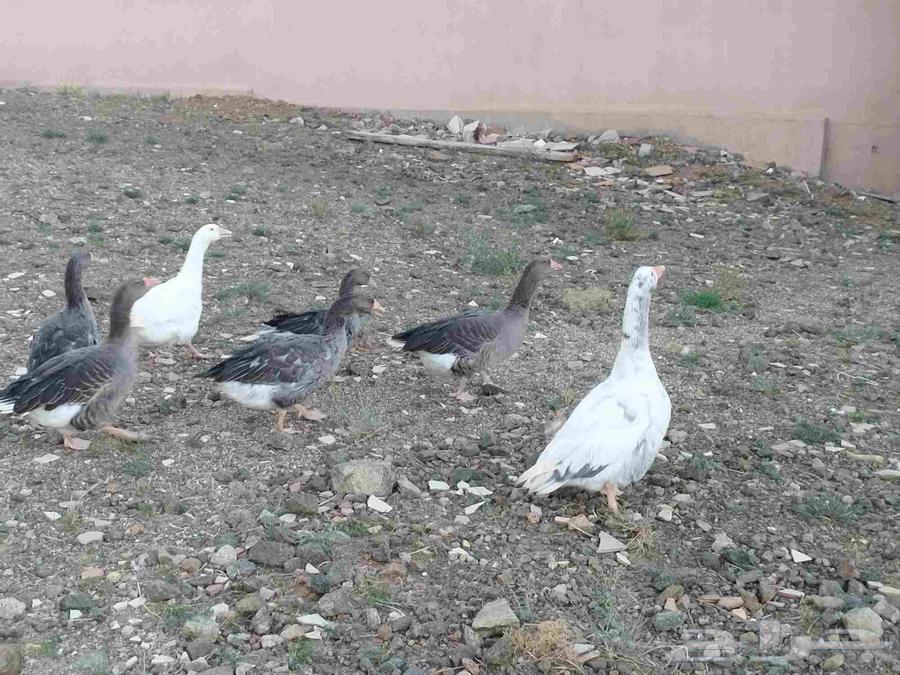 أوز الأنسر Anser anser أو الأوز الرمادي greylag goose64394607056385111