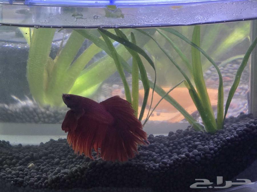 Zakir Faiter Full Moon64398967022594114