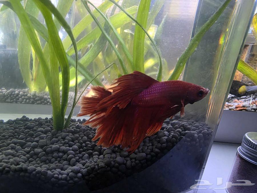 Zakir Faiter Full Moon64398967022594111