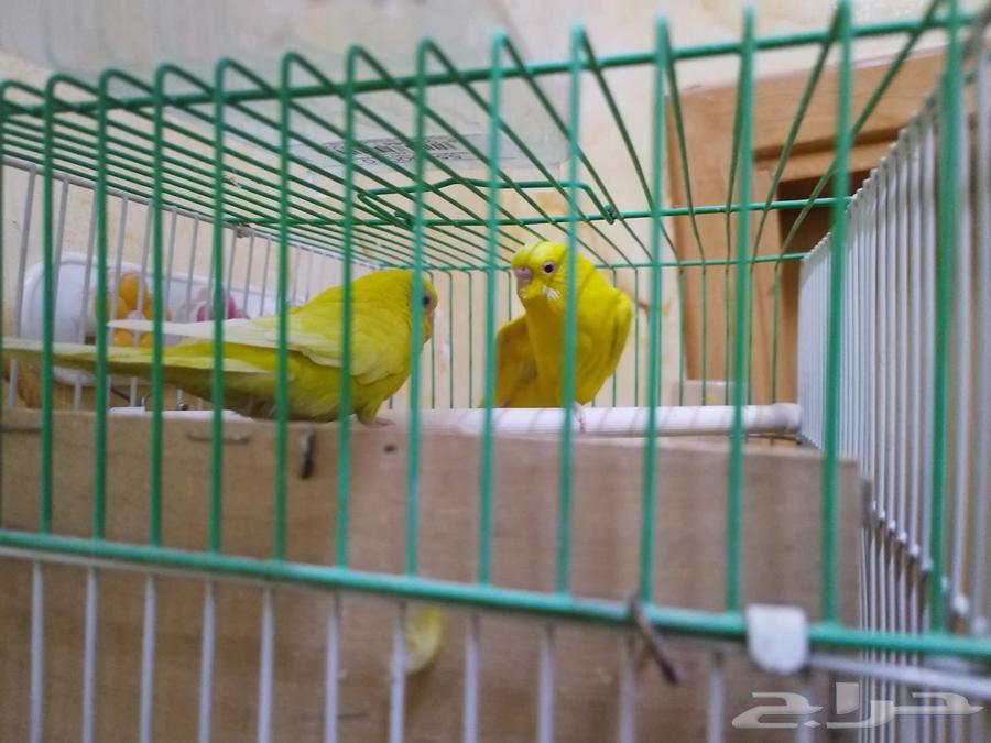طيور زينه للبيع لأعلى سعر مع القفص والاكل64397061272578114