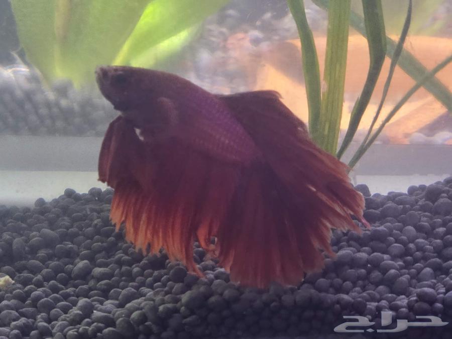 Zakir Faiter Full Moon64398967022594113