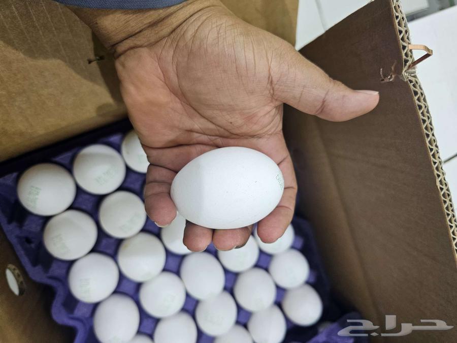 بيض للبيع بالجمله فقط64400466882049113