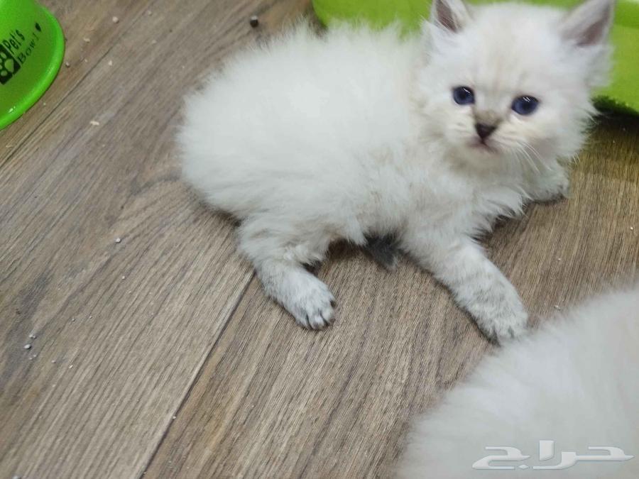 قطه هملايا للبيع ليش للتبني64398939514499110